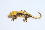 Dark and Cream Pinstripe Crested Gecko (FIRES DOWN GREEN)