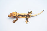 Whiteout Pinstripe Crested Gecko