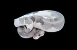 Urban Camo Ball Python