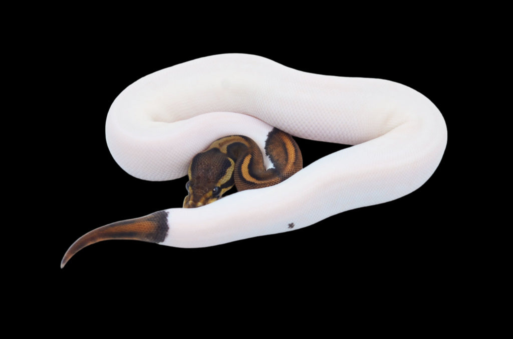 Yellowbelly Cinnamon Pied Ball Python – TikisGeckos