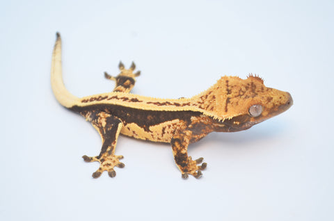 Whiteout Pinstripe Crested Gecko