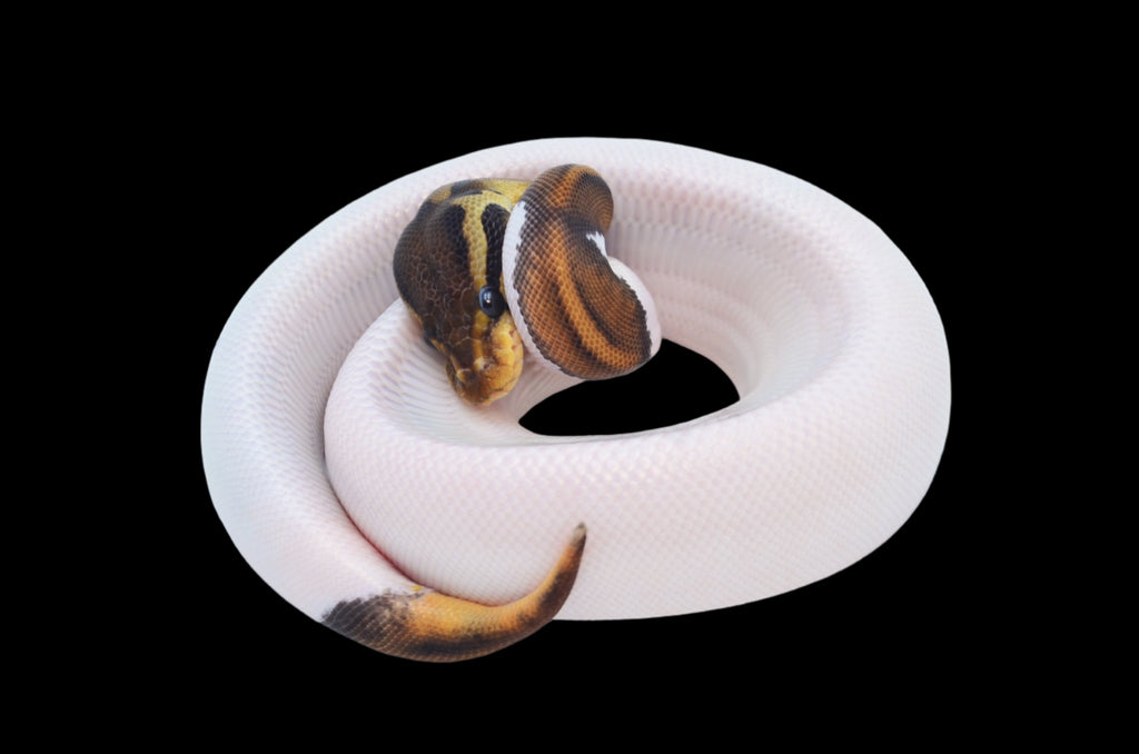 Yellowbelly Cinnamon Pied Ball Python – TikisGeckos