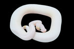 Pastel Ivory/ Puma Pied Pied Ball Python