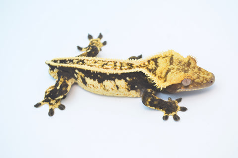 Dark and Cream Emptyback Pinstripe Crested Gecko