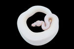 Pastel Ivory/ Puma Pied Pied Ball Python