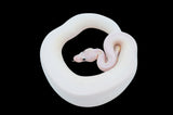 Pastel Ivory/ Puma Pied Pied Ball Python