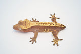 Red Harlequin Pinstripe Crested Gecko (Pos het phantom)
