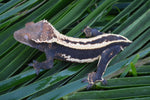 Mystery Picure Perfect Crested Gecko Group Baby (Supersripe)