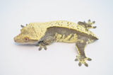 Lavender Cream Harlequin Pinstripe Crested Gecko