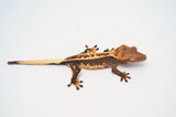 Whiteout Dark and Cream Emptyback Pinstripe Crested Gecko (BlackJack offspring)