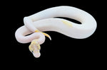 (Pos Enchi) Ivory Pastel Pied Ball Python