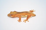 Creamsicle Phantom Lilly White Crested Gecko