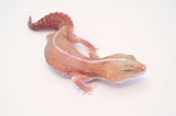 Amelanistic African Fat Tail Gecko