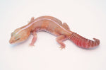 Amelanistic African Fat Tail Gecko