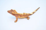 Red & Cream Extreme Harlequin Crested Gecko