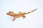 Red & Cream Extreme Harlequin Crested Gecko