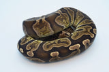 Adult Female GHI 50% Pos Het Pied Ball Python