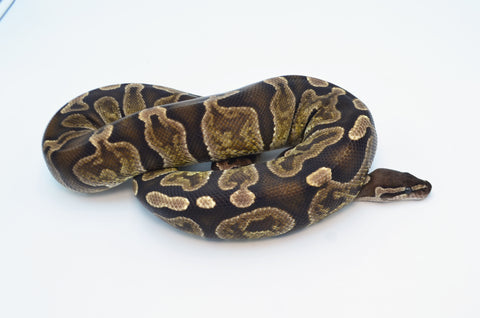 Adult Female GHI 50% Pos Het Pied Ball Python