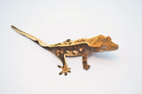 Pinstripe Crested Gecko