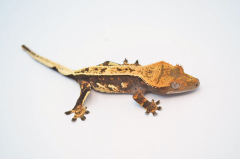 Pinstripe Crested Gecko