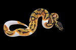 (Pos Leopard HRA) Enchi Pied Ball Python (Copy)