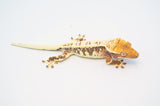Tricolor Harlequin Lilly White Crested Gecko
