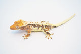 Tricolor Harlequin Lilly White Crested Gecko