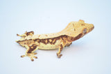 Lilly White Harlequin Crested Gecko