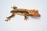 Whiteout Dark and Cream Pinstripe Crested Gecko (het Emptyback?)