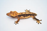 Whiteout Dark and Cream Pinstripe Crested Gecko (het Emptyback?)