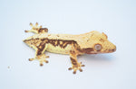 Lilly White Harlequin Crested Gecko
