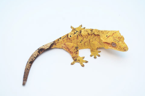 Yellow Tiger Dalmatian Crested Gecko (50% pos het Axanthic)