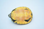 Golden Flame Red Belly Turtle