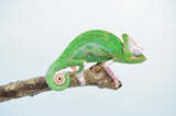 Translucent Veiled Chameleons