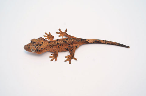 Orange Super Dalmatian Crested Gecko (BRIGHT)