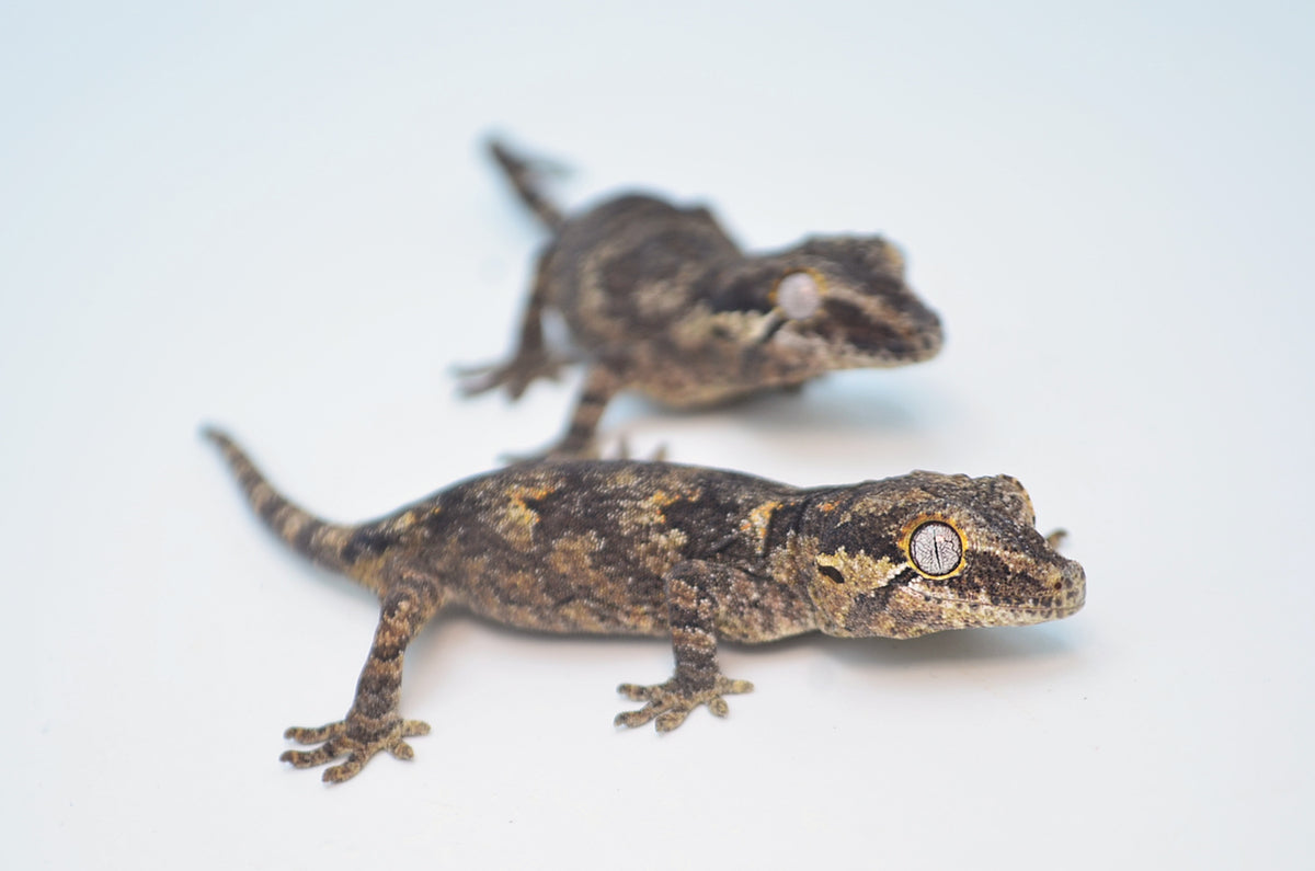 Striped Gargoyle Gecko for Sale – TikisGeckos