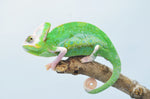 Translucent Veiled Chameleons