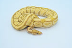 Banana Ball Python