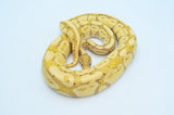 Banana Ball Python