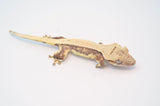 Red Pinstripe Lilly White Crested Gecko