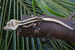 Mystery Picure Perfect Crested Gecko Group Baby (Supersripe)