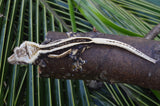 Mystery Picure Perfect Crested Gecko Group Baby (Supersripe)