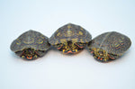 Ornate Wood Turtle