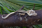 Mystery Picure Perfect Crested Gecko Group Baby (Supersripe)