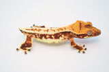 Red Lilly White Crested Gecko (INSANE COLOR)