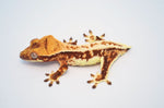Red Lilly White Crested Gecko (INSANE COLOR)