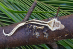 Mystery Picure Perfect Crested Gecko Group Baby (Supersripe)