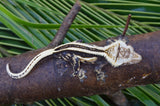 Mystery Picure Perfect Crested Gecko Group Baby (Supersripe)