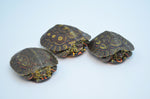 Ornate Wood Turtle