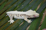 Extreme Harlequin Pinstripe Lilly White Crested Gecko